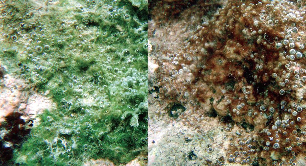 r.johansen t friedl 和颤藻占主导2具有直立叶状形态的大型藻