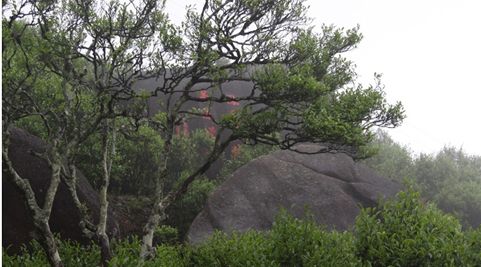 在西湖狮峰山下的胡公庙前,有用栏杆围起来的"十八棵御茶,乾隆年间被