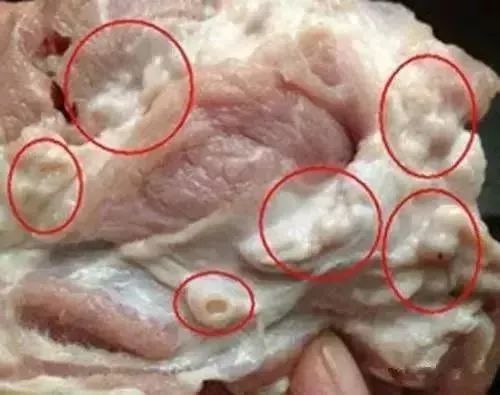 米猪肉与脂肪粒的鉴别图片