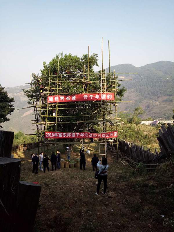 瀾滄富東2018邦崴千年過渡型古茶王今日開採了