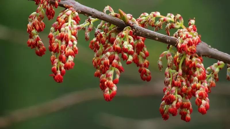 先生说 马桑花,清热排毒的好帮手