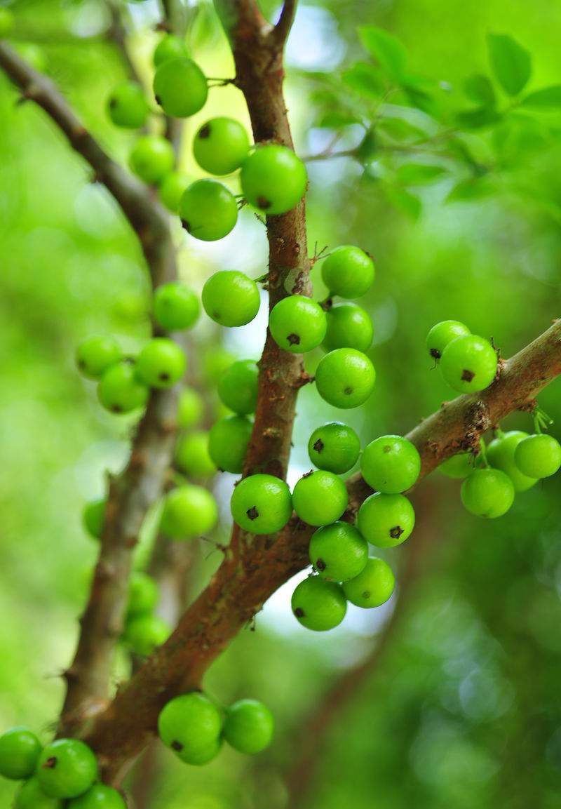 长在树上不能食用能药用的葡萄