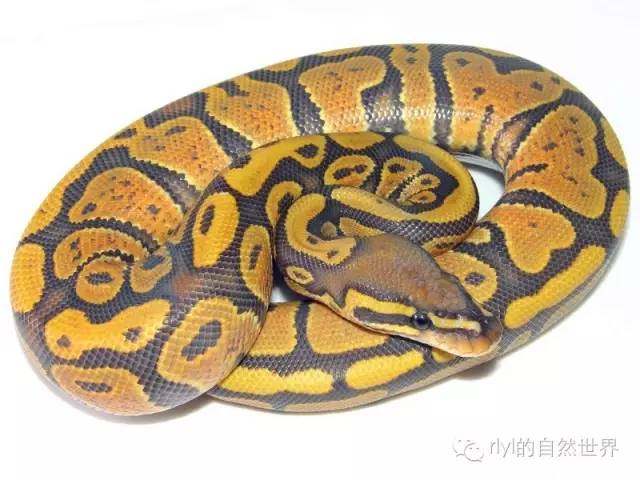 初學者如何養球蟒ballpython我和一些美國爬友的經驗