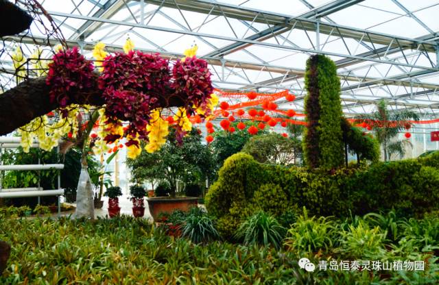 青岛恒泰灵珠山植物园位于青岛西海岸新区小珠山国家森林公园,始建于