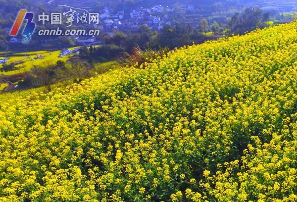 宁波奉化大堰梯田油菜花海美如画