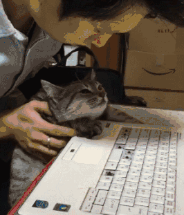 猫咪疯狂敲键盘gif原图图片