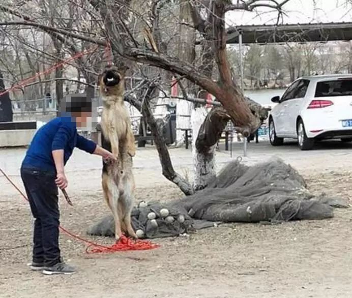 赤峰红山公园竟然有人公开杀狗场面血腥不忍直视转发呼吁抵制!