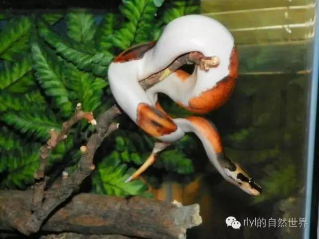 初學者如何養球蟒ballpython我和一些美國爬友的經驗