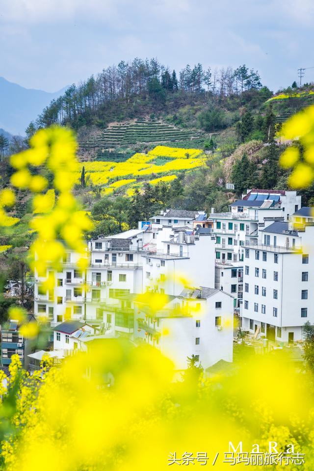 石潭油菜花:老法師們最愛在這裡拍雲海和花海