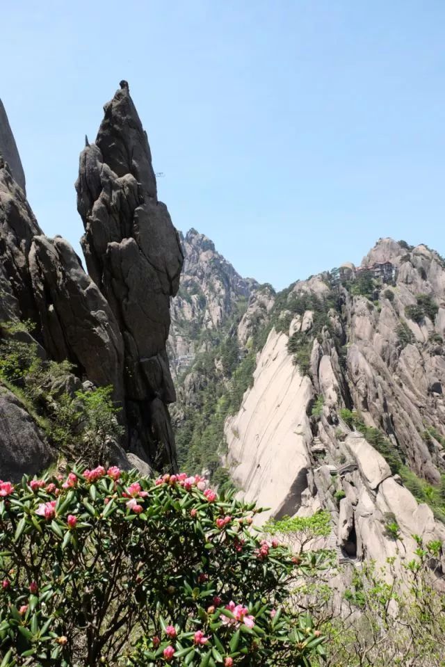 天都峰因其海拔高,地勢險峻,生長在這兒的黃山松大多更為令人驚豔.