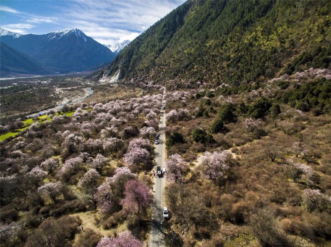 在林芝桃花叢裡上天入地vr全景動動手指頭就能720看桃源