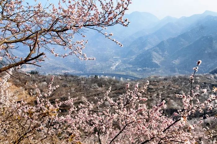 人間仙境果莊滿山桃花開