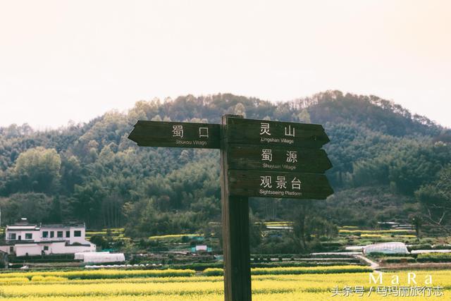 從蜀源驅車到靈山花海,只需要十幾分鐘的路程.