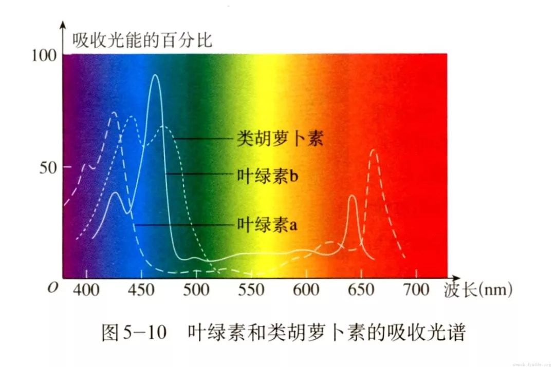 你想过吗为什么地球上的植物是绿色的而不是其他什么颜色比如黑色