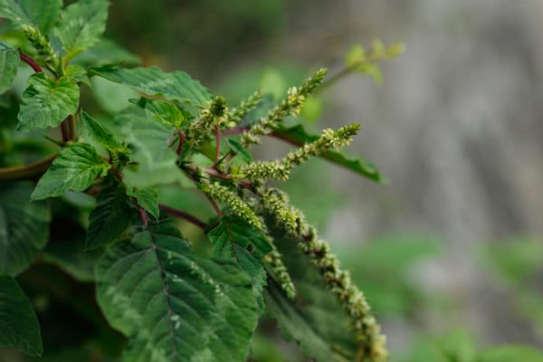 野菜白蔓图片