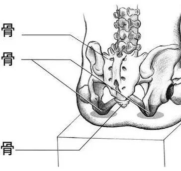 坐骨棘位置图图片