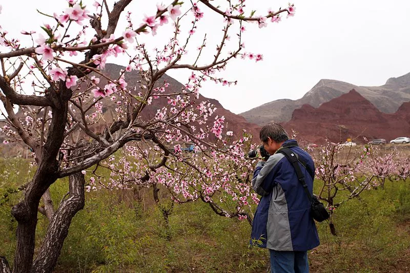 賞花好去處:民和■賞花最佳時間:4月桃花2,樂都:1,貴德