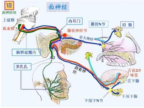 面神经走向解剖图图片