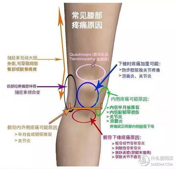 膝关节部位名称图解图片