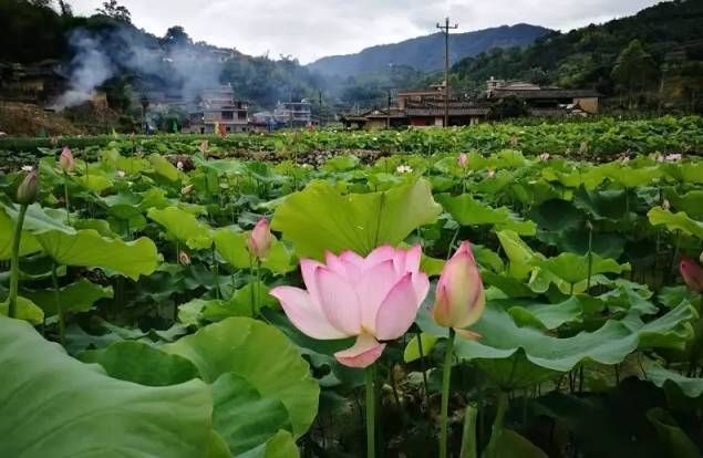 惊艳漳州人的清凉避暑圣地:华安湖林