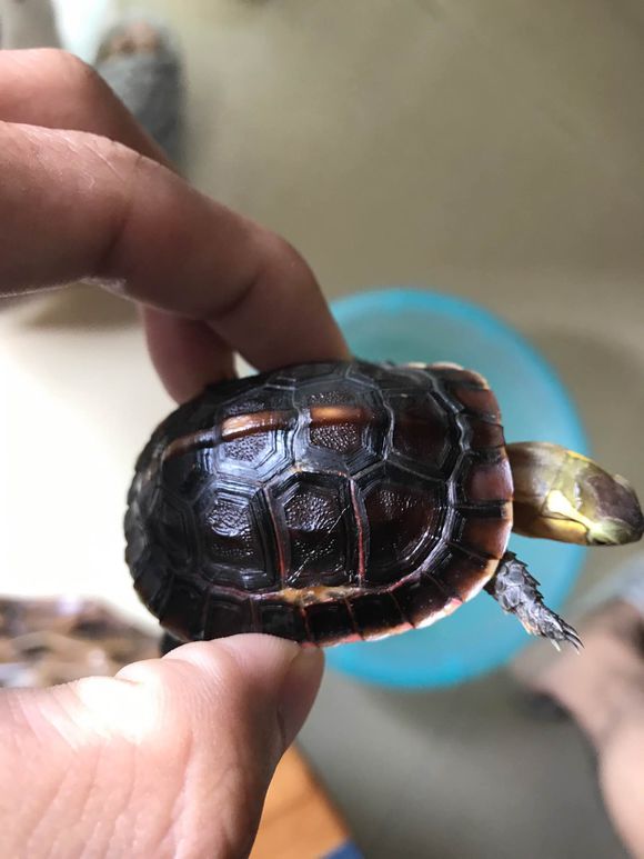 缘龟正传黄缘闭壳龟的腐甲治疗方法
