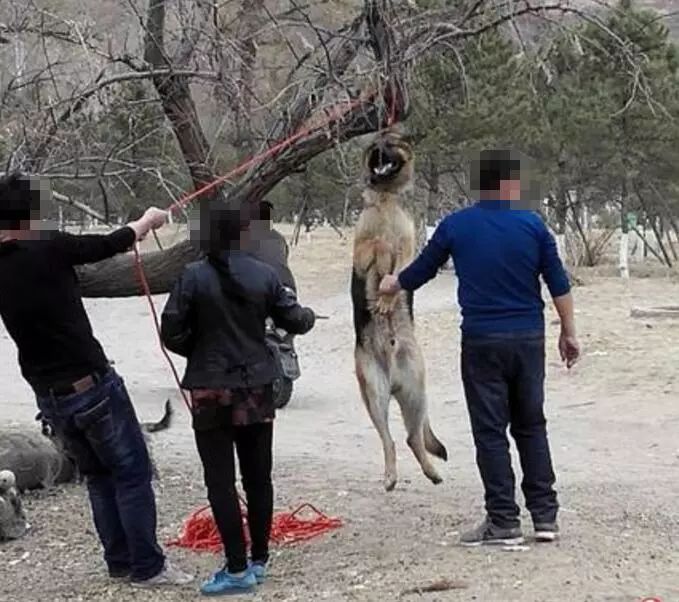 赤峰红山公园竟然有人公开杀狗场面血腥不忍直视转发呼吁抵制!