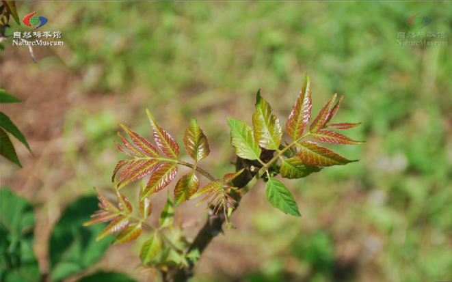 图6 香椿芽漆树科毛漆树(toxicodendron trichocarpum(miq o.