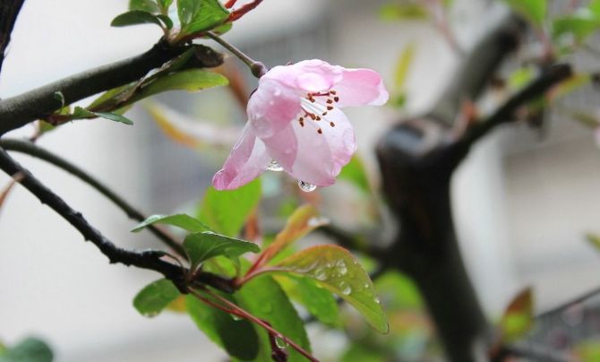 感受春雨