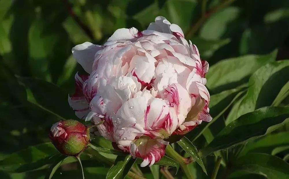 花王,雪塔等近1000株品種多樣是普寧牡丹園的40倍!