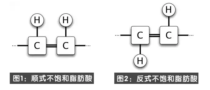 不饱和脂肪酸从化学结构上分为顺式和反式:顺式结构像u型,反式结构像