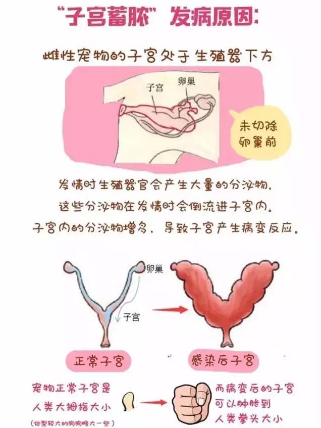 说起猫狗的绝育这些知识你知道吗