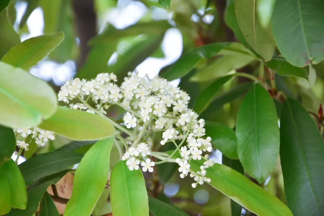 石楠花香是什么味道(石楠花香味有什么作用)