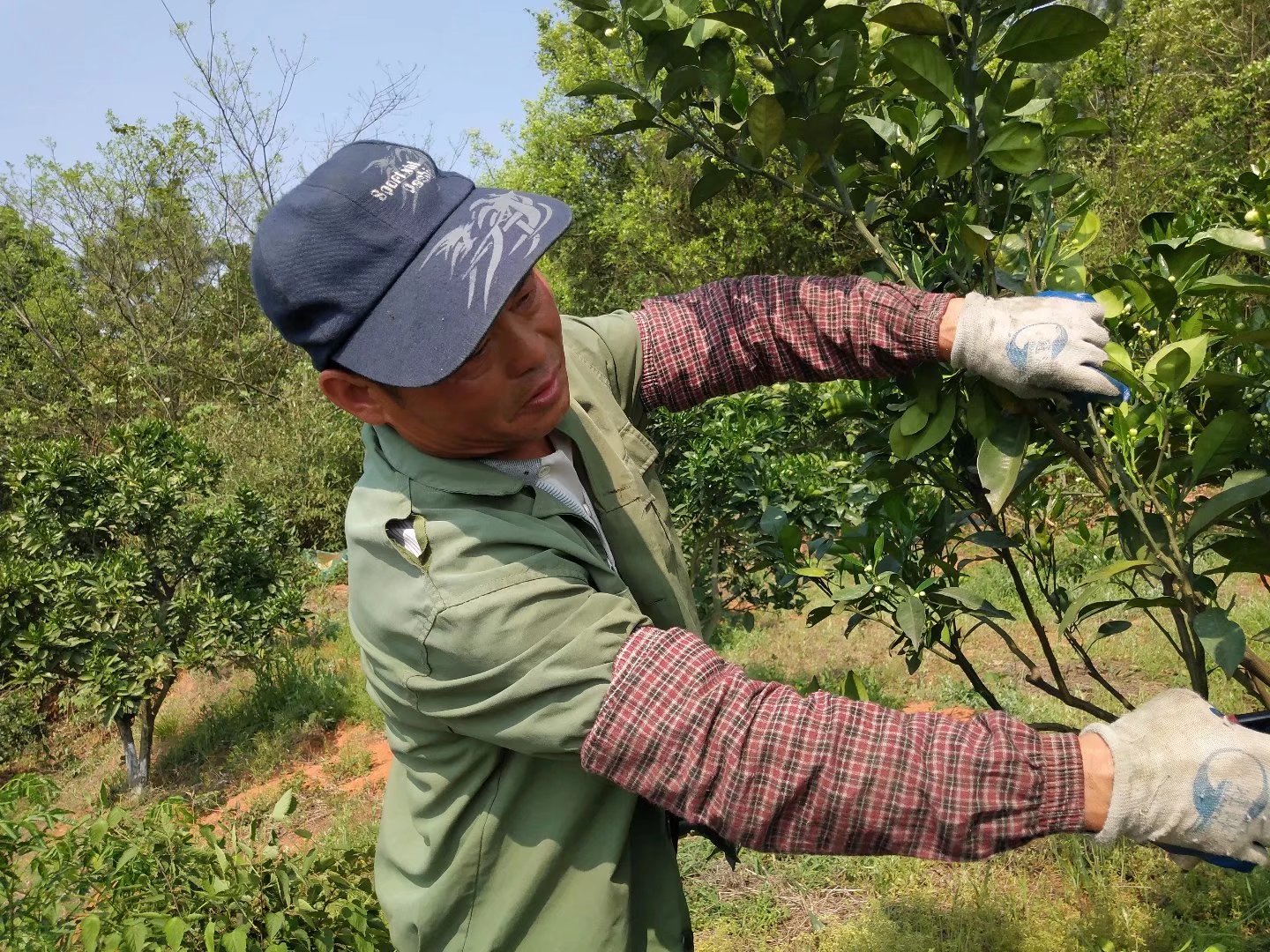 (一)幼树的修剪:橘橙柑等宜采取轻剪