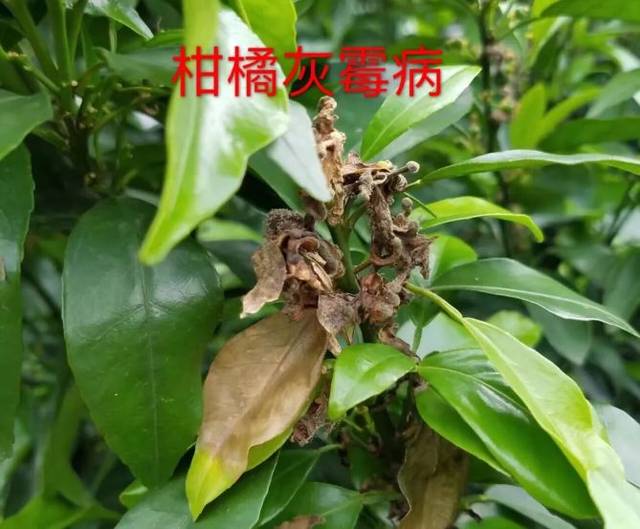 感染花朵,腐烂花瓣灰霉感染叶片,病斑发霉花皮果商品价值较低,与正常