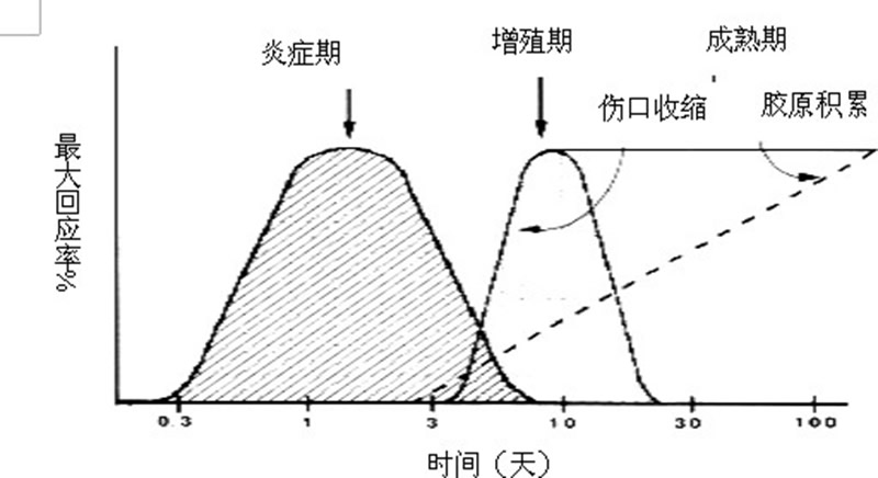 胶原凝胶对伤口愈合机制临床研究