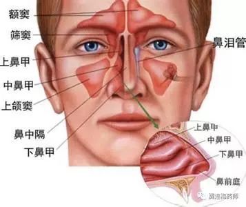 鼻窦位置示意图图片