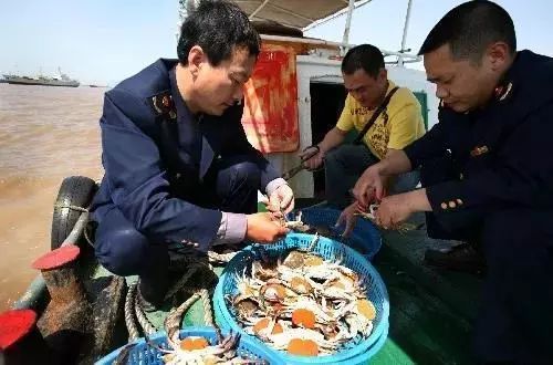 【注意】4月1日起抱卵梭子蟹和幼梭子蟹禁捕禁售