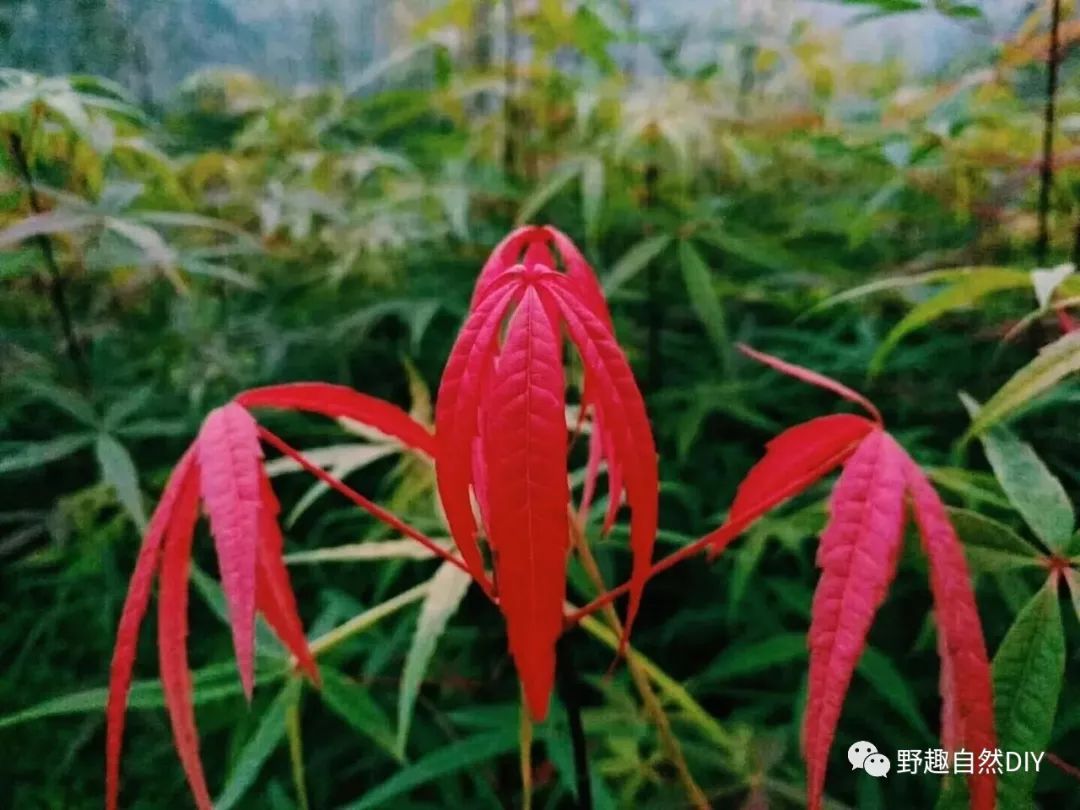 植樹活動 | 綠會誠邀您共植極瀕危植物五小葉槭