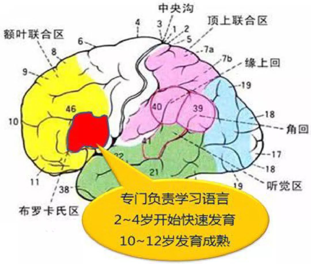 ①布罗卡式区