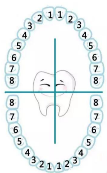 了解一种乳牙恒牙牙位记录方法人的一生只有两副牙齿——乳牙和恒牙