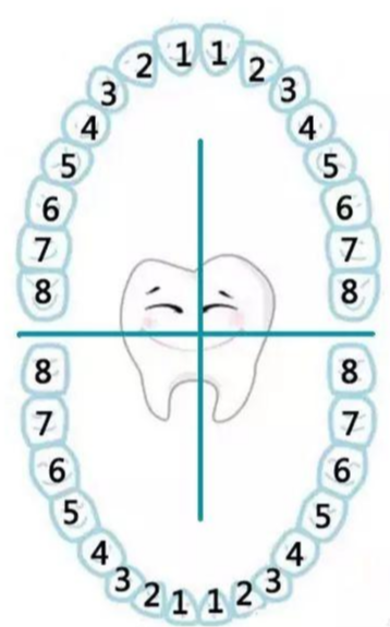 乳牙牙位记录法图片