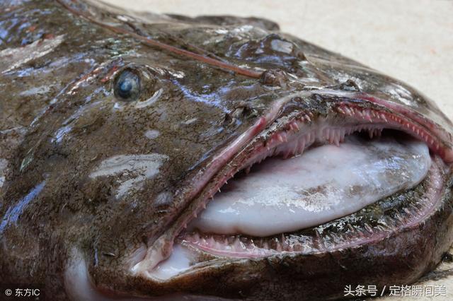 青岛早市 纯野生蛤蟆鱼6块钱一斤颜值低只有懂它的人才买