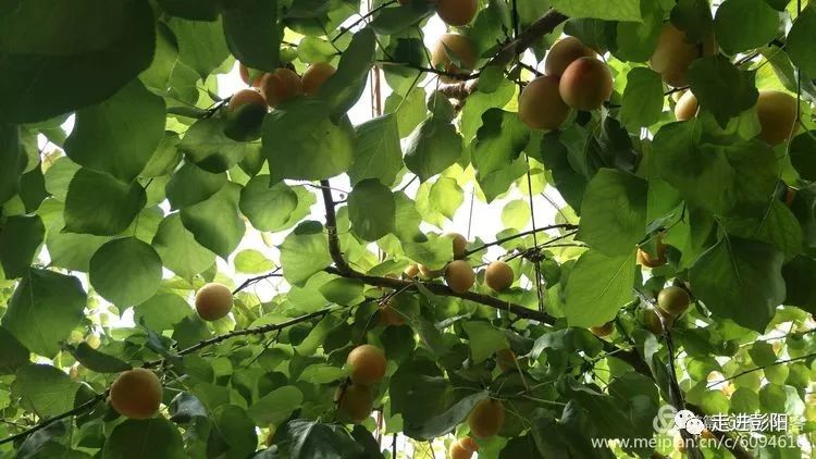 彭陽特產紅河鎮友聯村薛天恆的紅梅杏熟了