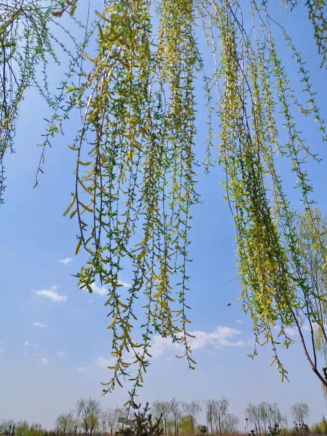 最是一年春好處,楊柳枝兒繞河灘!