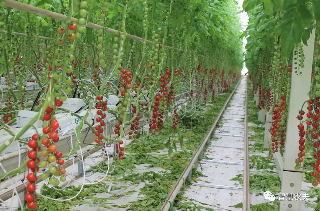 大棚西红柿种植技术与管理(大棚西红柿的种植方法和管理技术)