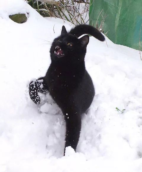 黑貓第一次看到下雪,前一秒還非常帥氣的跑出來,下一秒.