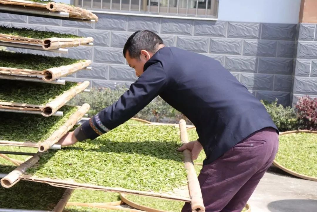 接下來第二步萎凋由於時間和人力的原因導致從茶山摘回來的鮮葉沒辦法