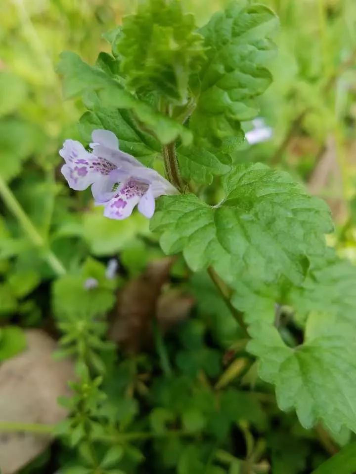 活血丹▲大巢菜▲匍莖通泉草▲紫花地丁▲假活血草▲阿拉伯婆婆納