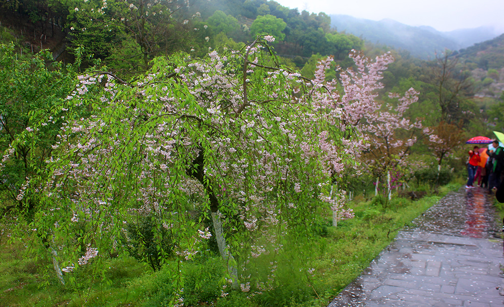 宁波赏樱地之九:绿野山庄,繁花带雨