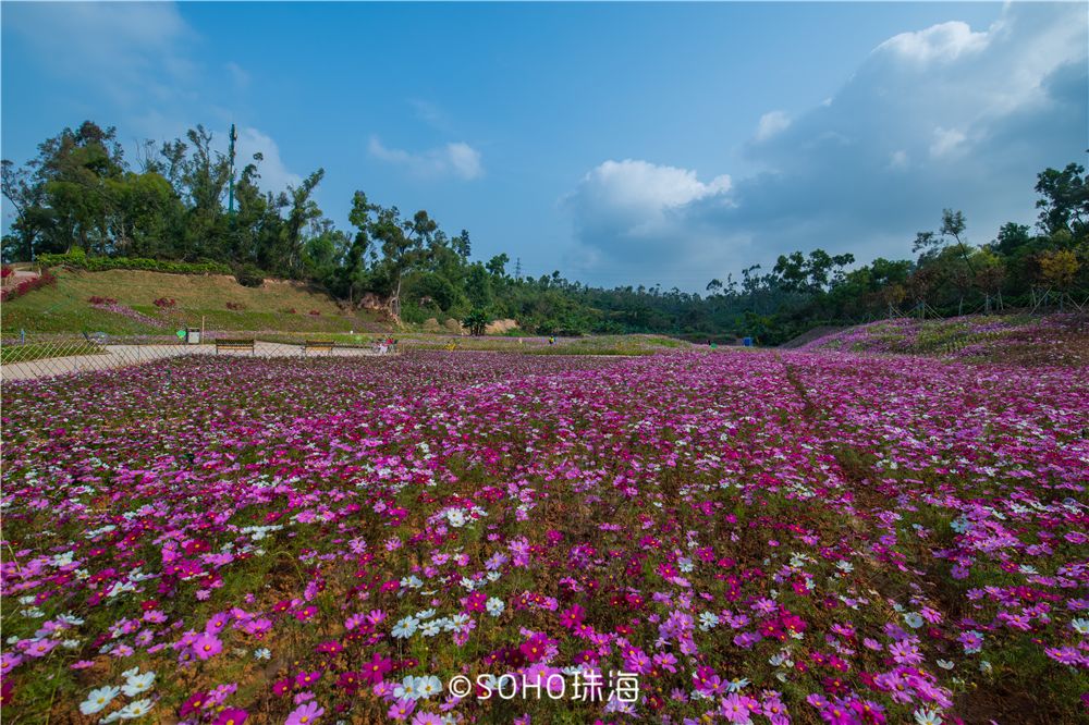 珠海突然冒出一片3万多㎡的格桑花海,还免费!清明假期首选!